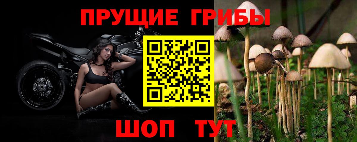 Зерноград  Галлюциногенные грибы GOLDEN TEACHER  Вход с VPN 